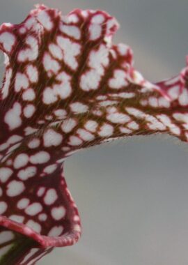 Sarracenia – 'C24 Red Muti’