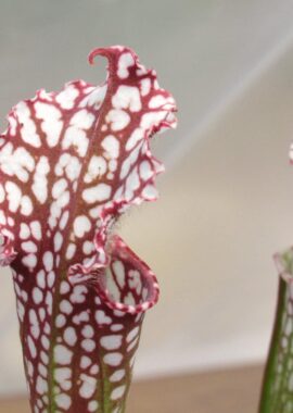 Sarracenia – 'C24 Red Muti’