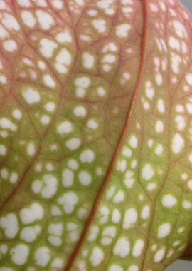 Sarracenia – 'C24 Froggy’