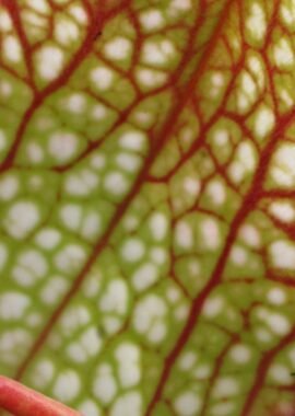 Sarracenia – 'C24 Froggy’