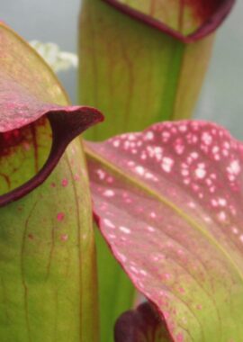 Sarracenia – 'C24 Froggy’