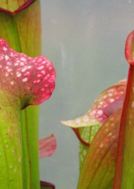 Sarracenia – 'C24 Froggy’