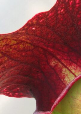 Sarracenia – 'C24 Froggy’