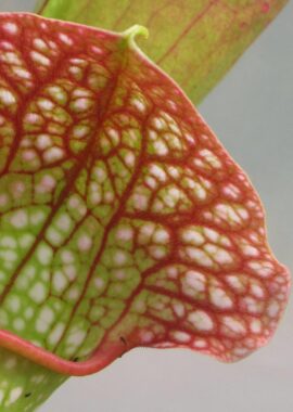 Sarracenia – 'C24 Froggy’