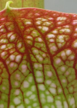 Sarracenia – 'C24 Froggy’