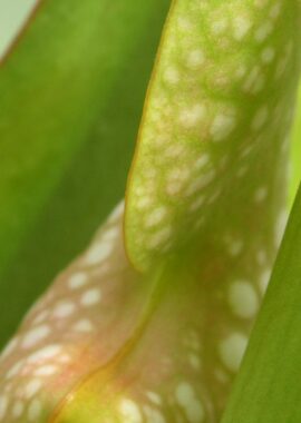 Sarracenia – 'C24 Froggy’
