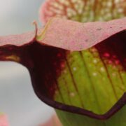 Sarracenia - 'C24 Froggy'