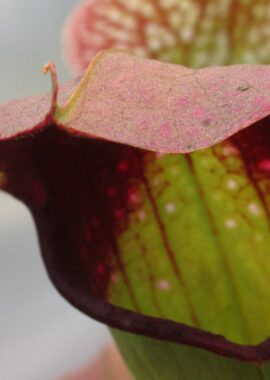 Sarracenia – 'C24 Froggy’