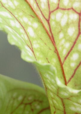 Sarracenia – 'C24 060′