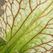 Sarracenia - 'C24 060'