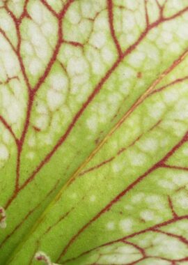 Sarracenia – 'C24 060′