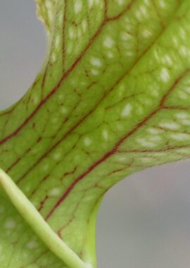Sarracenia – 'C24 060′