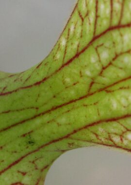 Sarracenia – 'C24 060′