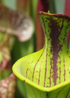 Sarracenia flava (lidless)