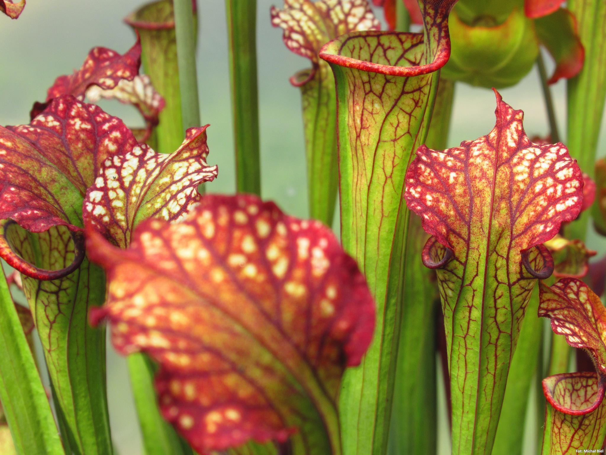 Sarracenia x Lynda Butt