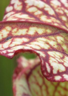 Sarracenia x Lynda Butt