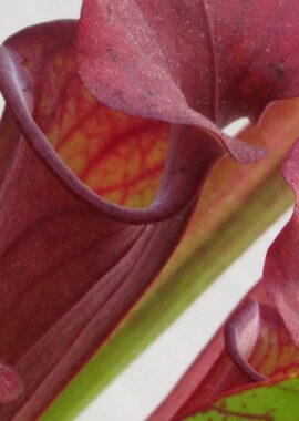 Sarracenia – 'C24 Crimson Lynda’