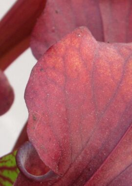 Sarracenia – 'C24 Crimson Lynda’