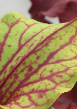 Sarracenia – 'C24 Crimson Lynda’