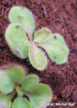 Drosera magna