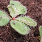 Drosera magna