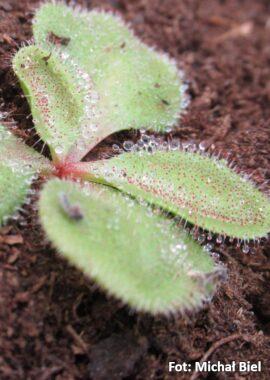 Drosera magna