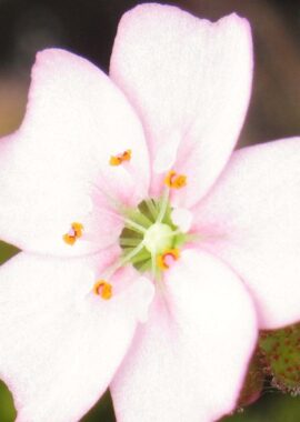 Drosera mannii