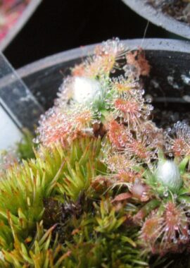 Drosera mannii
