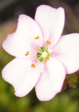 Drosera mannii