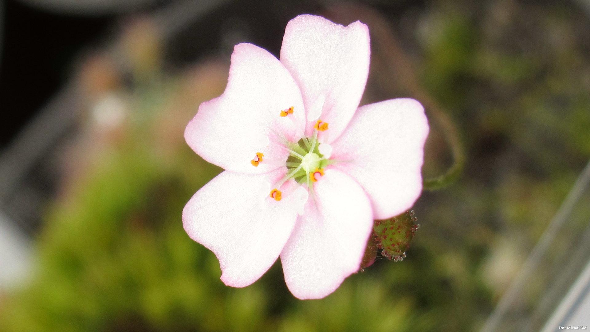 Drosera mannii