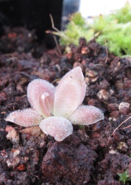 Pinguicula x 'Marciano’