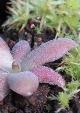 Pinguicula x 'Marciano’