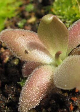 Pinguicula x 'Marciano’