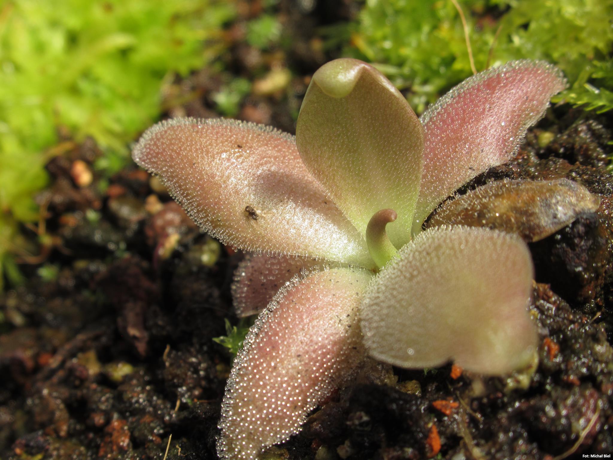 Pinguicula x 'Marciano'