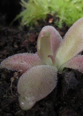 Pinguicula x 'Marciano’