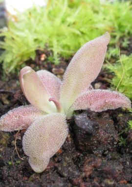Pinguicula x 'Marciano’