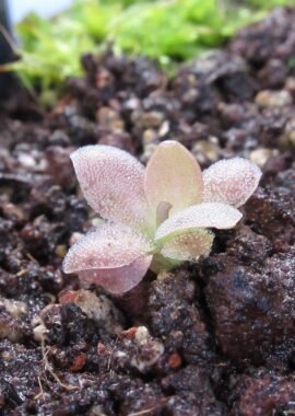 Pinguicula x 'Marciano’