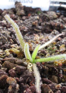 Pinguicula medusina x moctezumae