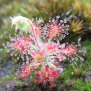 Drosera micrantha