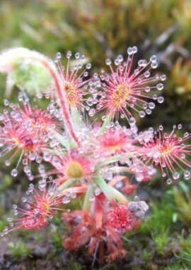 Drosera micrantha