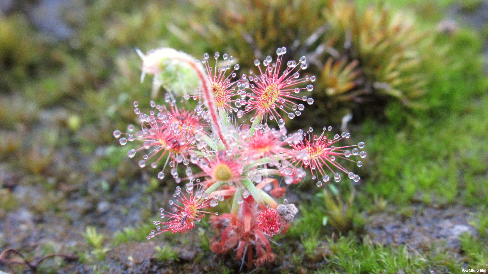 Drosera micrantha
