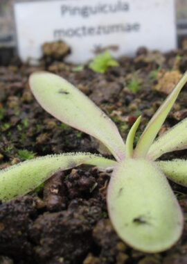 Pinguicula moctezumae x emarginata