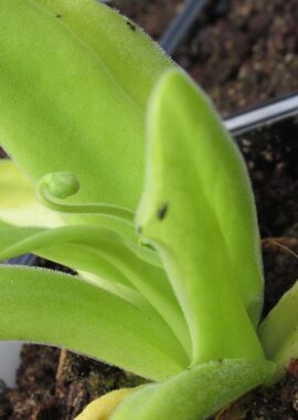 Pinguicula moctezumae x gigantea