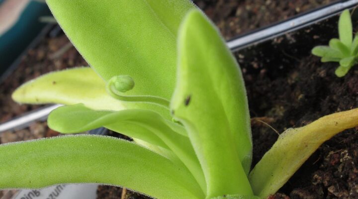 Pinguicula moctezumae x gigantea