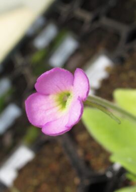 Pinguicula moctezumae x gigantea