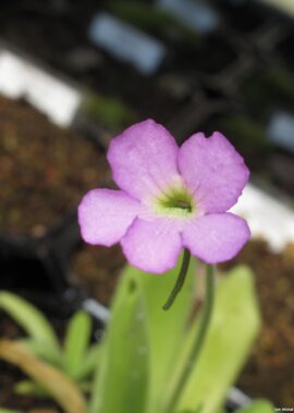 Pinguicula moctezumae x gigantea
