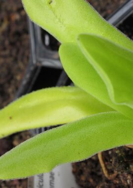 Pinguicula moctezumae x gigantea