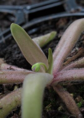 Pinguicula moctezumae x rectifolia