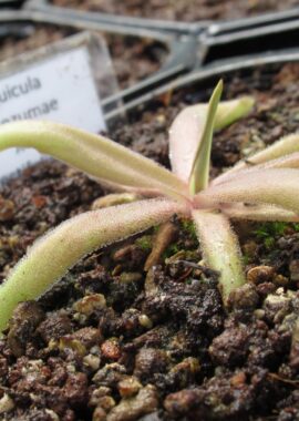Pinguicula moctezumae x rectifolia