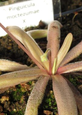 Pinguicula moctezumae x rectifolia